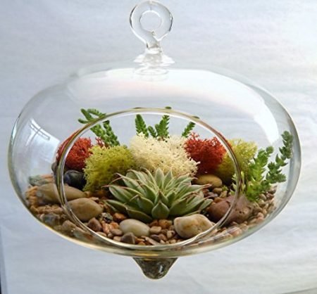 Curvy-Hanging-Succulent-Moss-Terrarium-0
