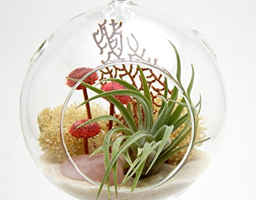 Air-Plant-Terrarium-with-Rose-Quartz-4-Round-Globe-Pretty-Pink-Countryside-0