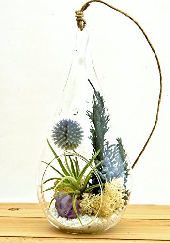 Small-Air-Plant-Terrarium-Kit-with-Purple-Amethyst-Crystal-Shabby-Country-Chic-Teardrop-Glass-Kit-Only-0